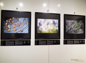 Wildlife Photographer of the year