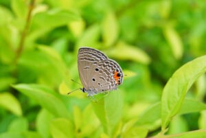 Bildbesprechung Fotonomaden Schmetterling Belichtung