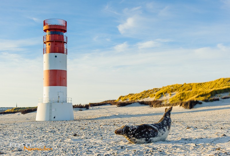 Foto von Robbe vor rot-weißem Leuchtturm auf Helgoland