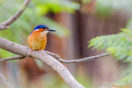 Kingfisher Madagascar