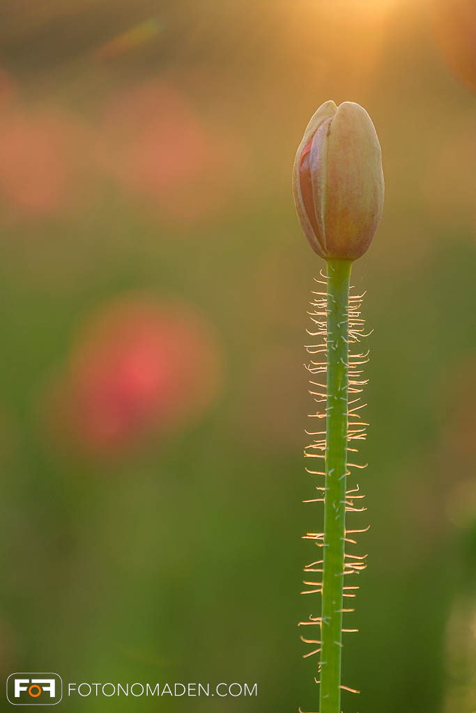 Mohnblüte im Gegenlicht