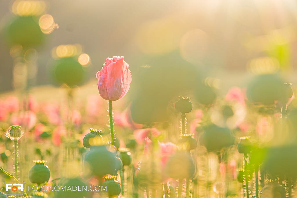 Mohnblume im Feld zur goldenen Stunde