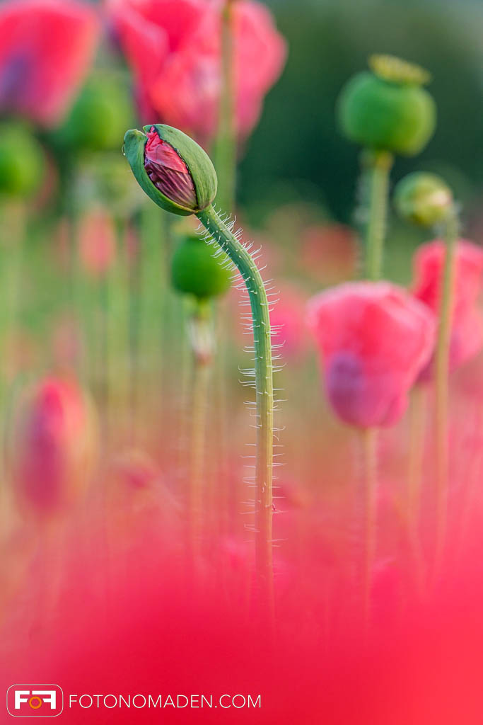Knospe einer Mohnblüte