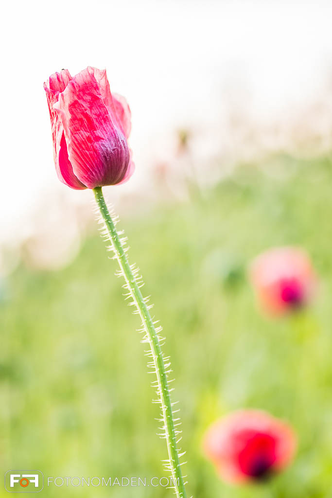 Mohnblüte auf Wiese