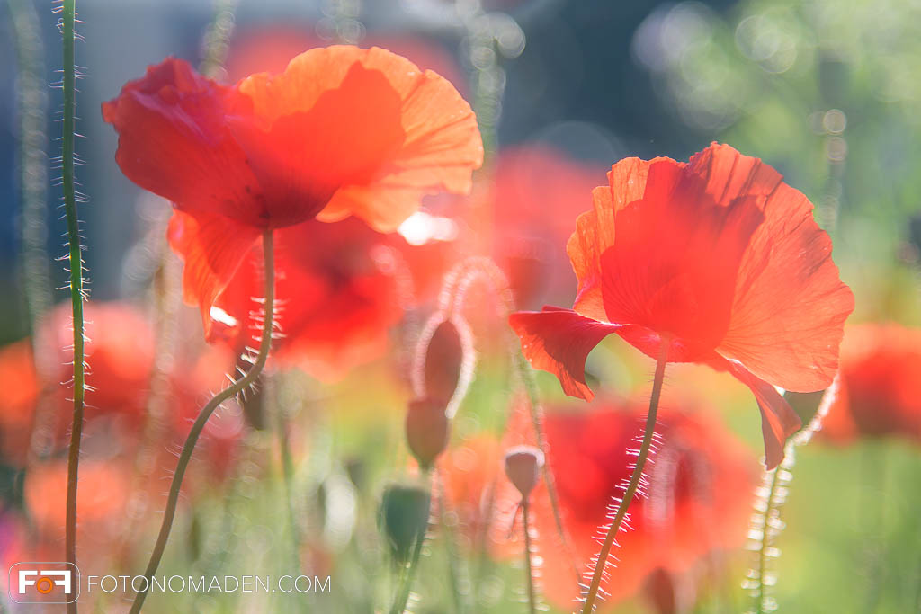 Mohnblumen Doppelbelichtung