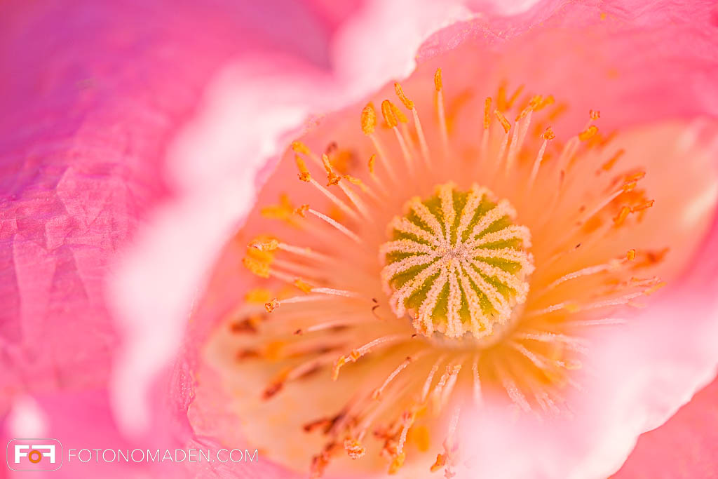 Makro Aufnahme von rosa Mohnblüte