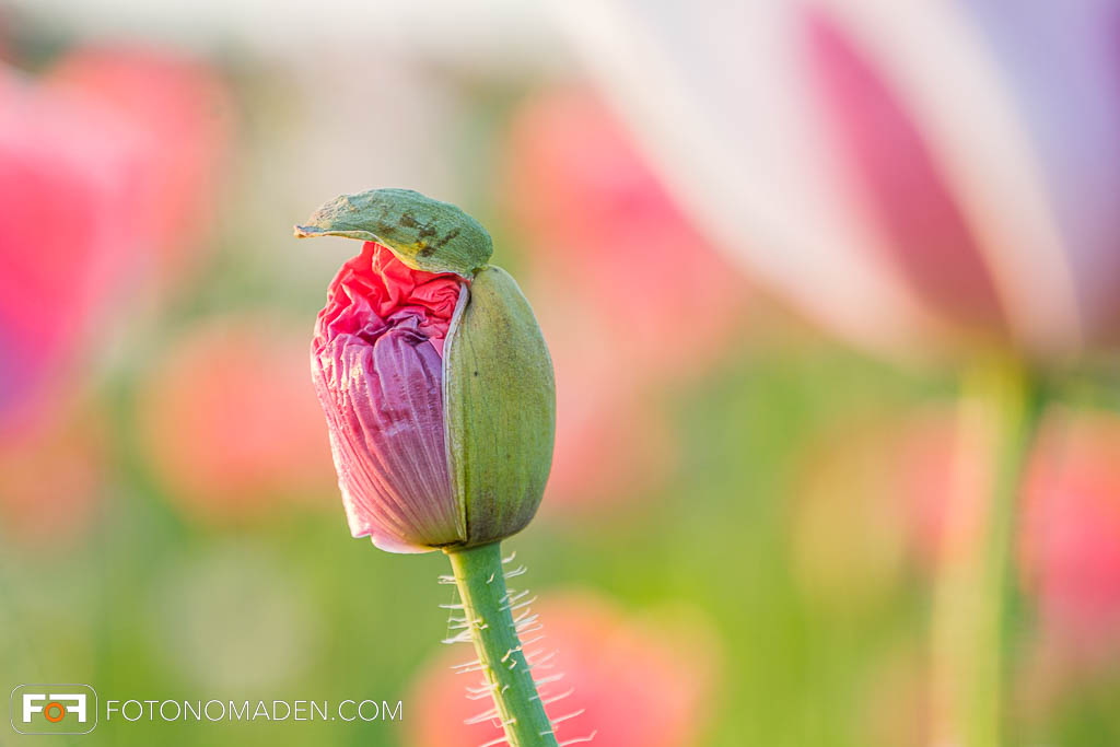 Knospe einer Mohnblüte