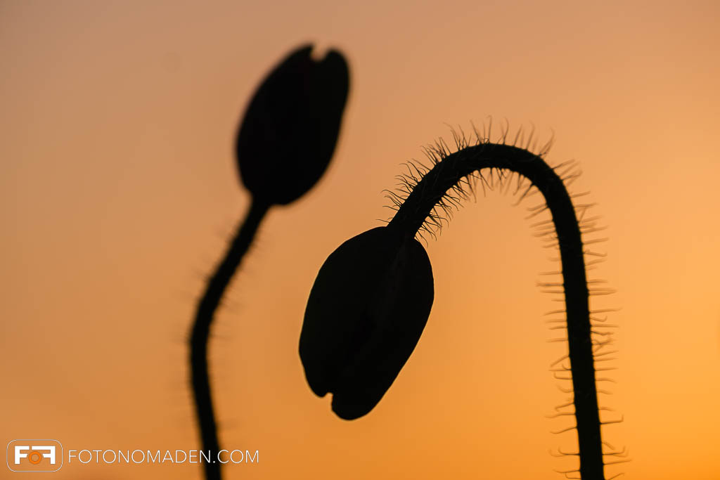 Silhouette von Mohnblüten