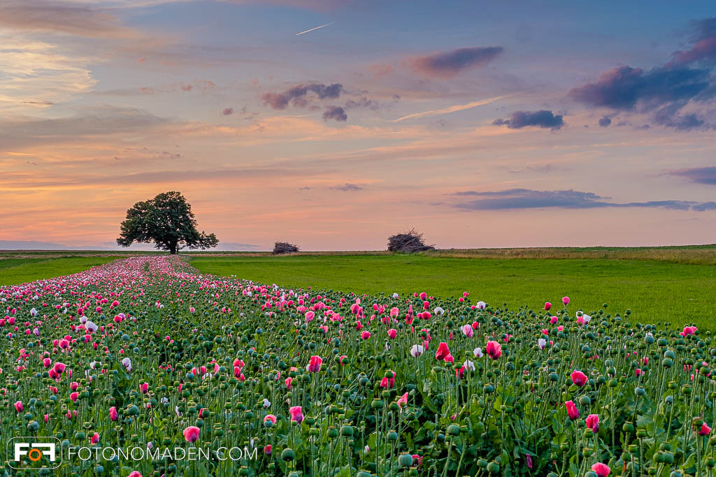 Mohnfeld im Abendlicht