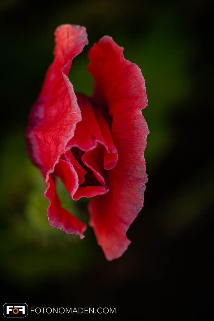 Mohnblüte mit dunklem Hintergrund