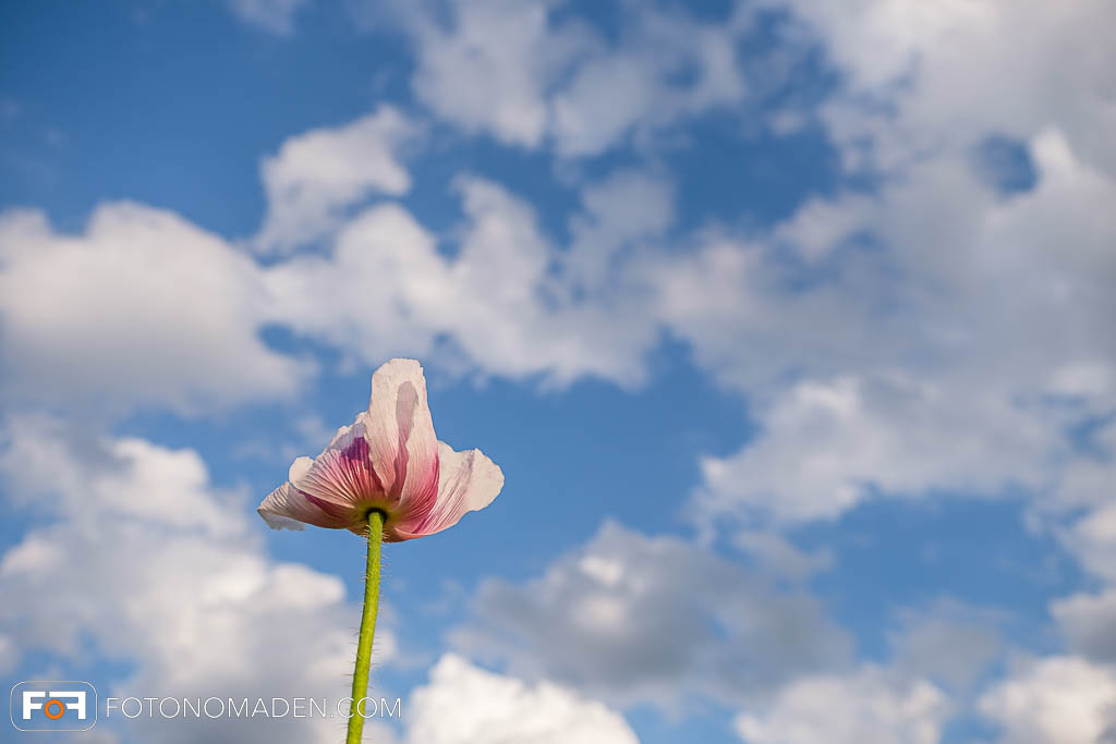 Mohnblüte vor wolkigem Himmel