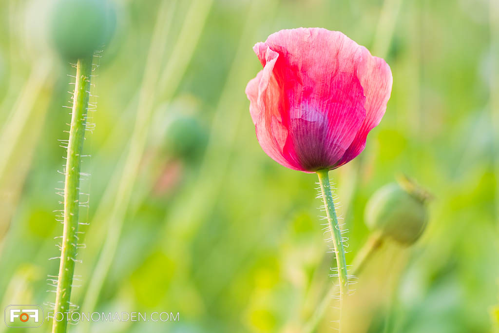 Mohnblüte in der Wiese