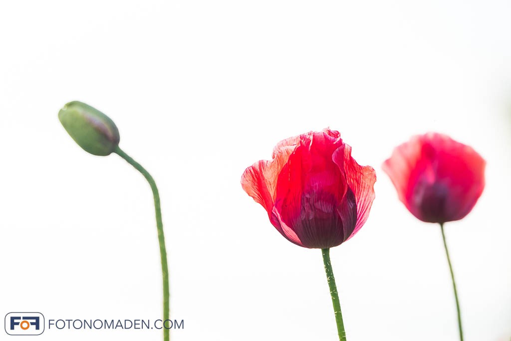 High Key Foto Mohnblüte