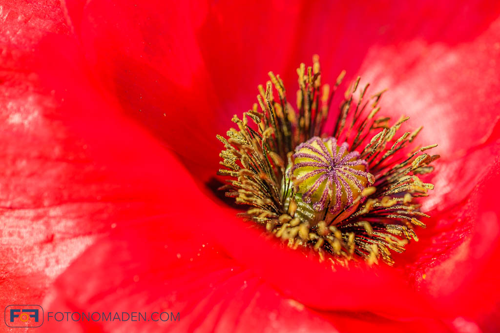Makroaufnahme Mohnblüte Detail