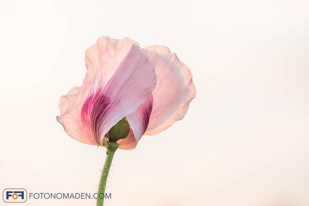 Rosa Mohnblüte vor weißem Hintergrund