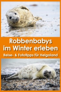 Robben fotografieren auf Helgoland