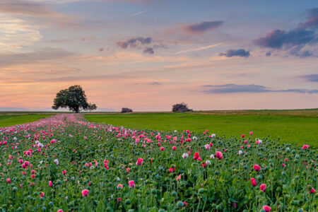 Mohnfeld Abendstimmung