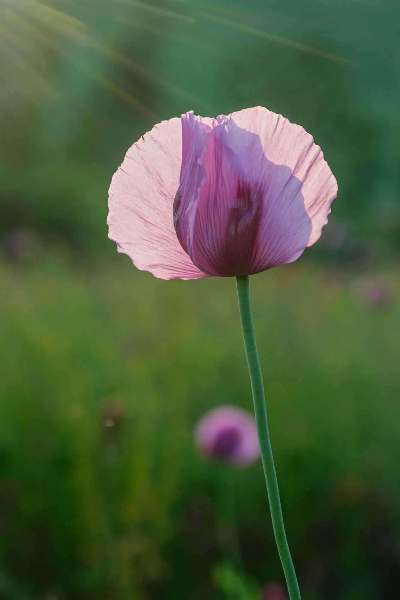Violette Mohnblüte