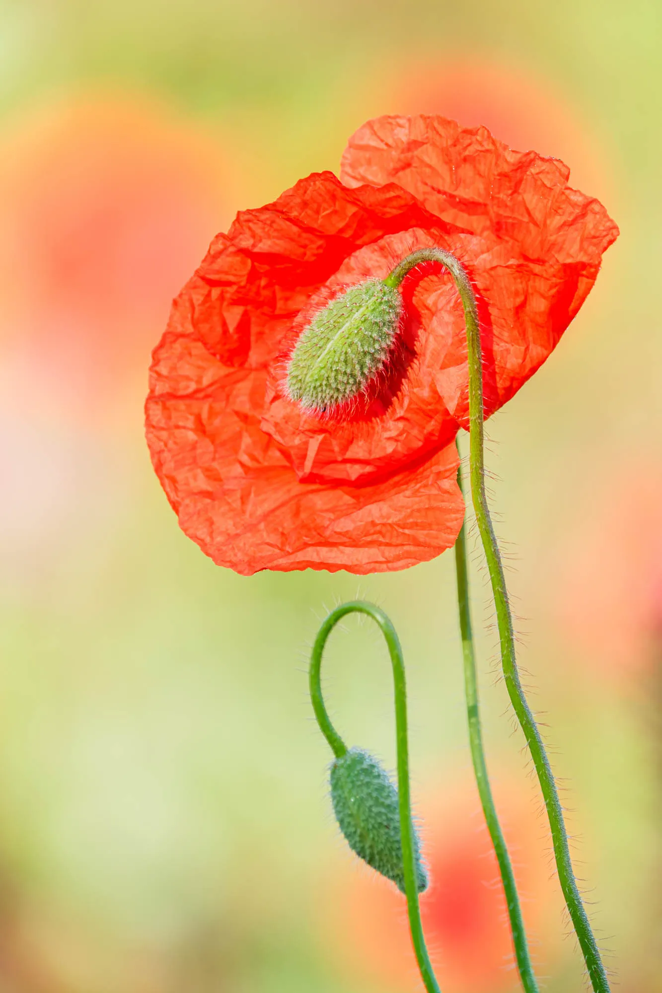 Klatschmohnknospe vor roter Blüte