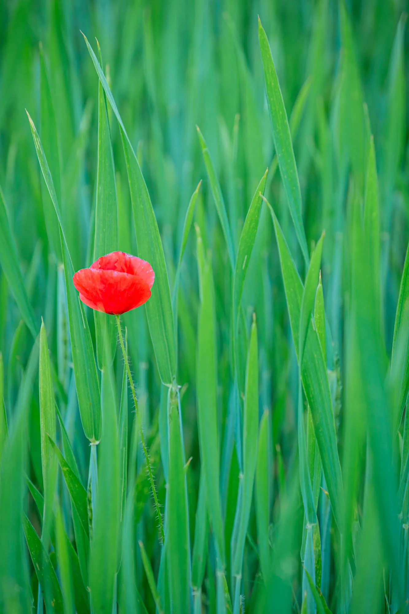 Einzelne Mohnblume zwischen grünen Gräsern