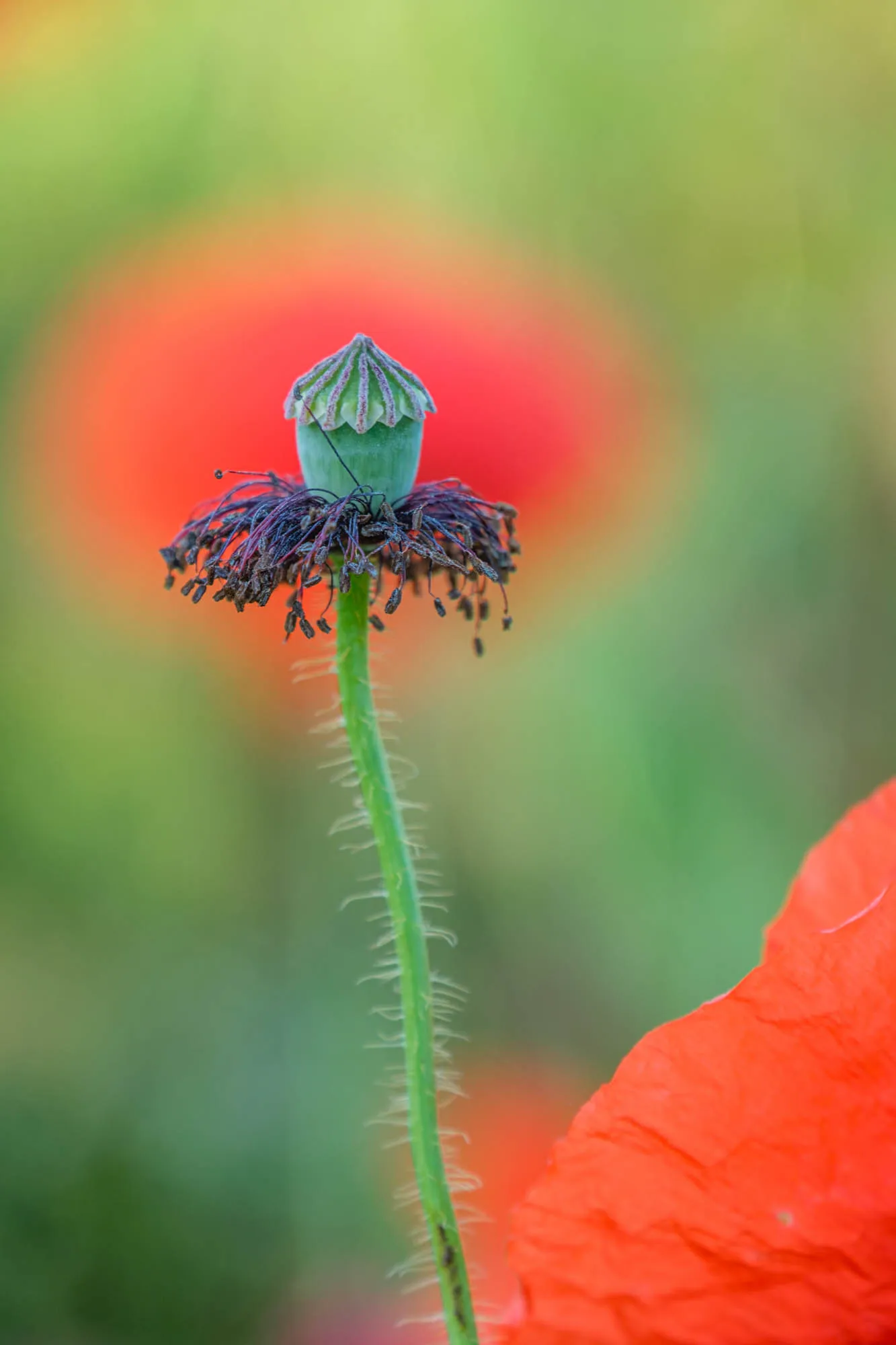 Verblühter Mohn kreativ fotografiert