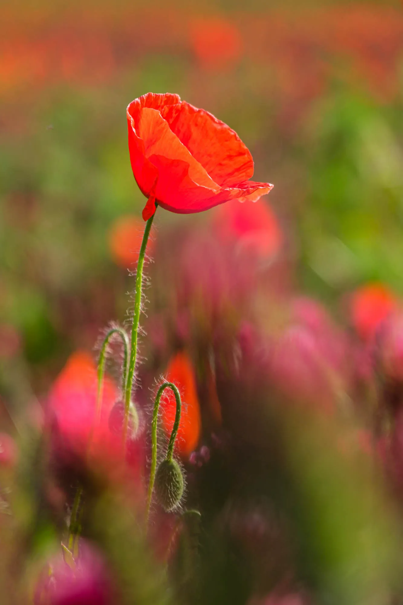 Wilder Mohn