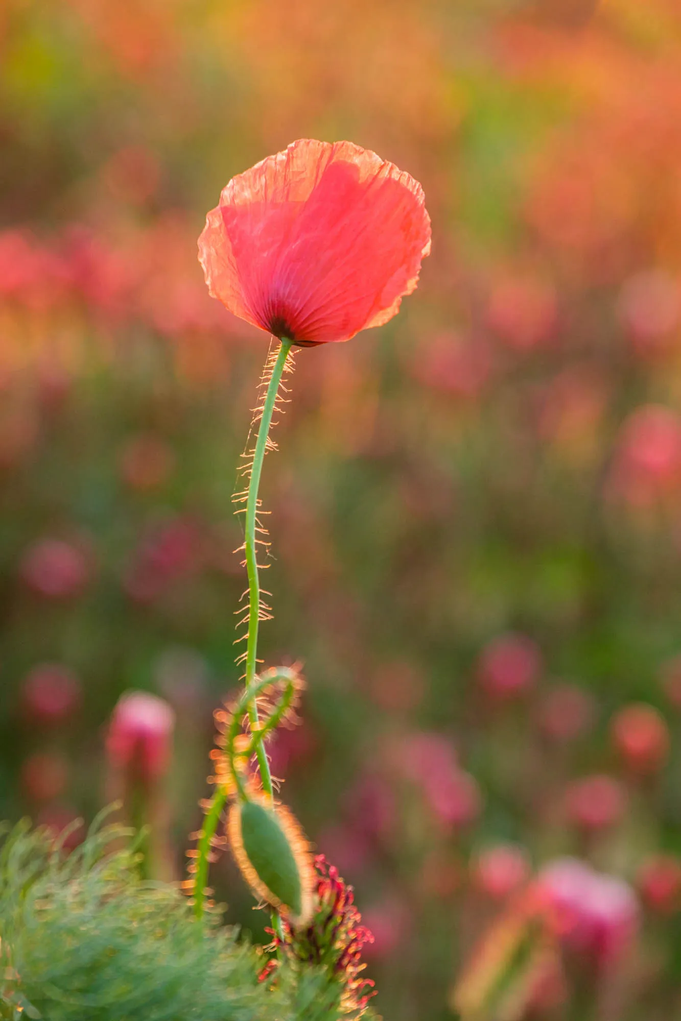Klatschmohn im Gegenlicht