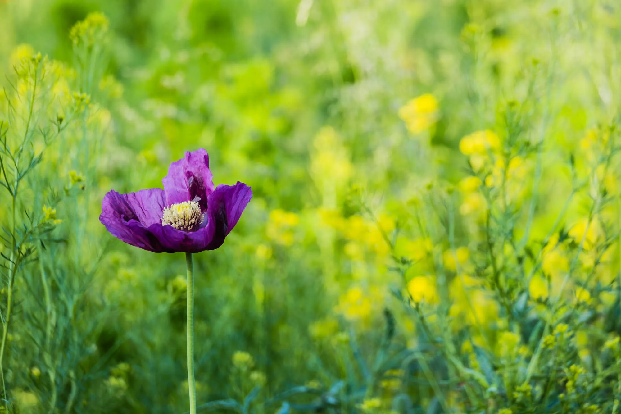 Violette Mohnblume in Rapsfeld