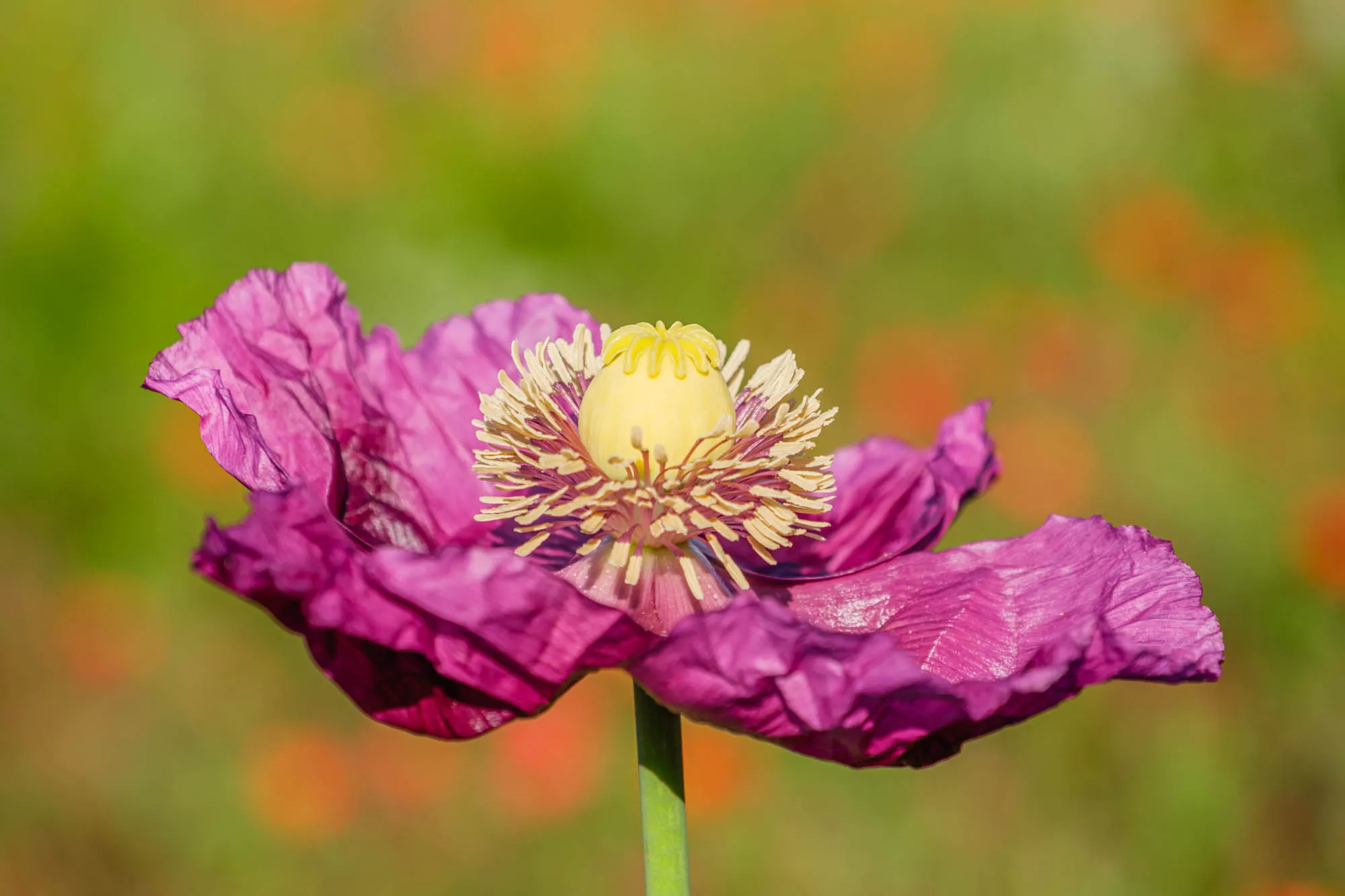 Nahaufnahme violette Mohnblume