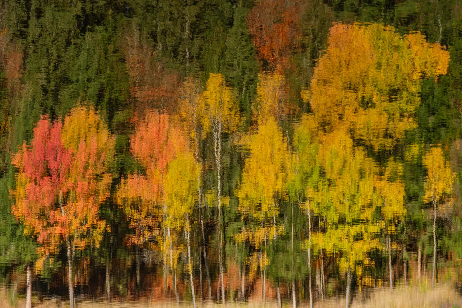 Bunter Herbstwald spiegelt sich im Wasser