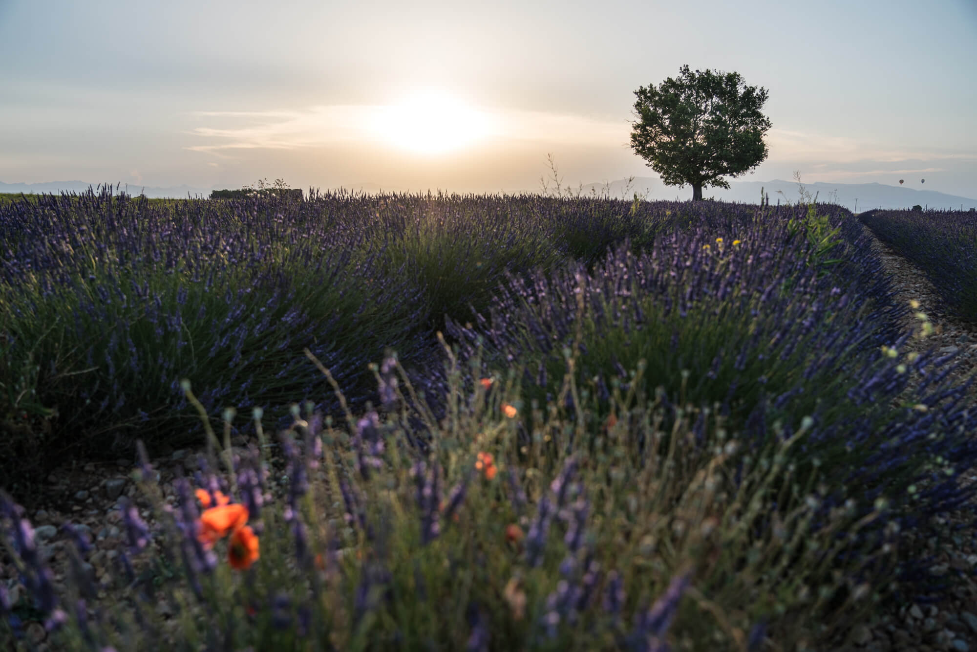 Baum in einem Lavendelfeld