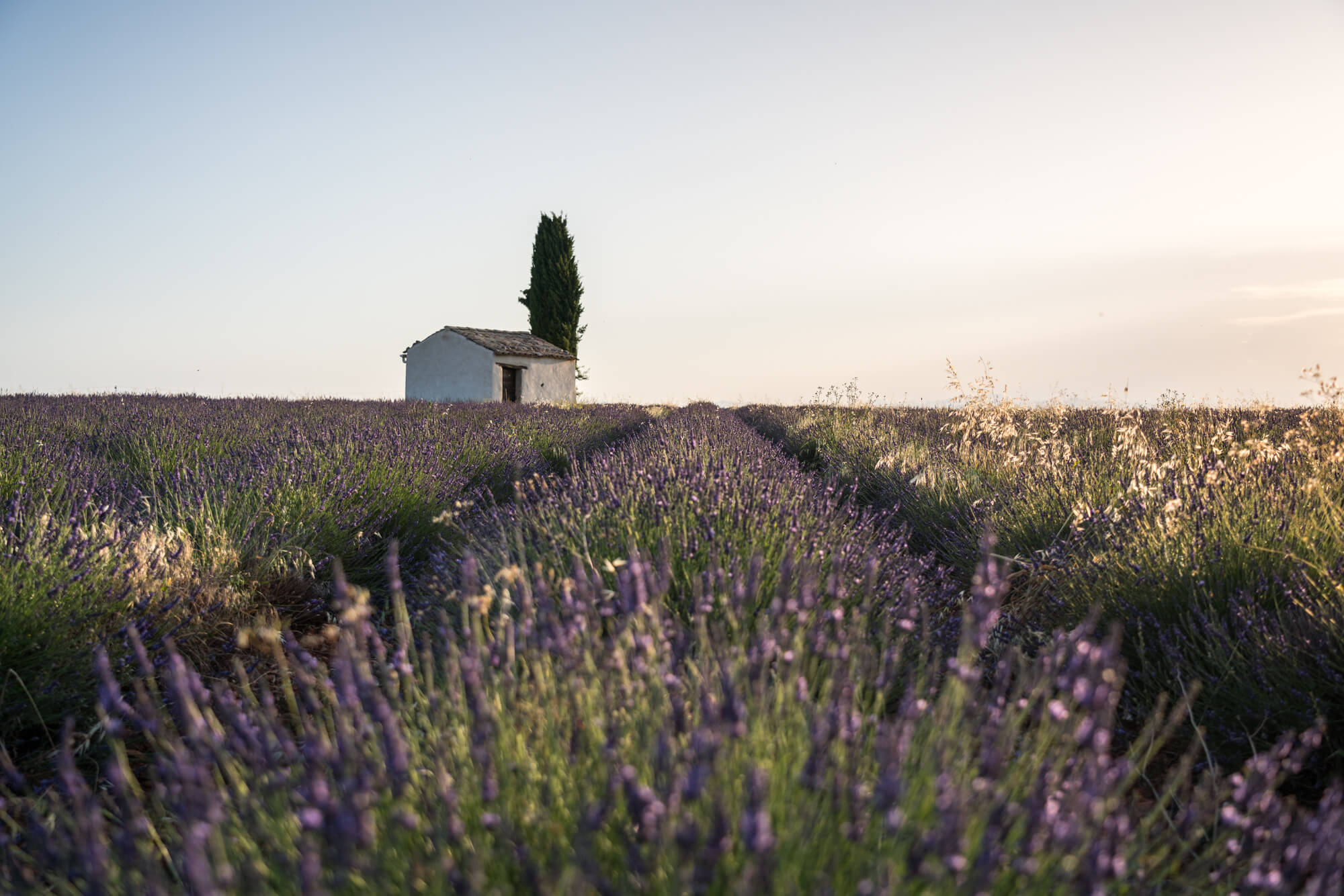 Lavendelfeld mit Hütte in der Provence