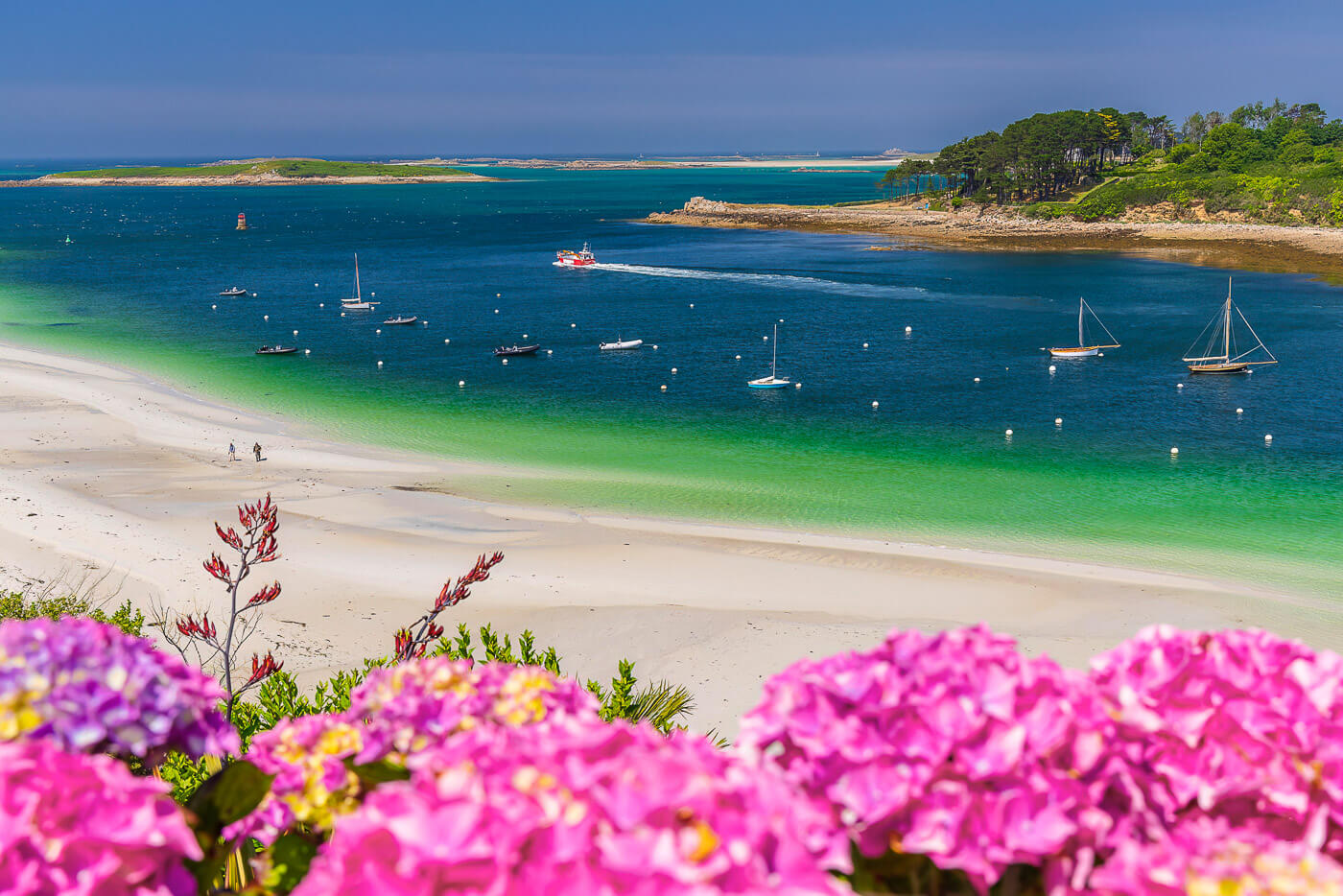 Blühende Hortensien. Ein tolles Motiv an vielen Bretagne Fotospots