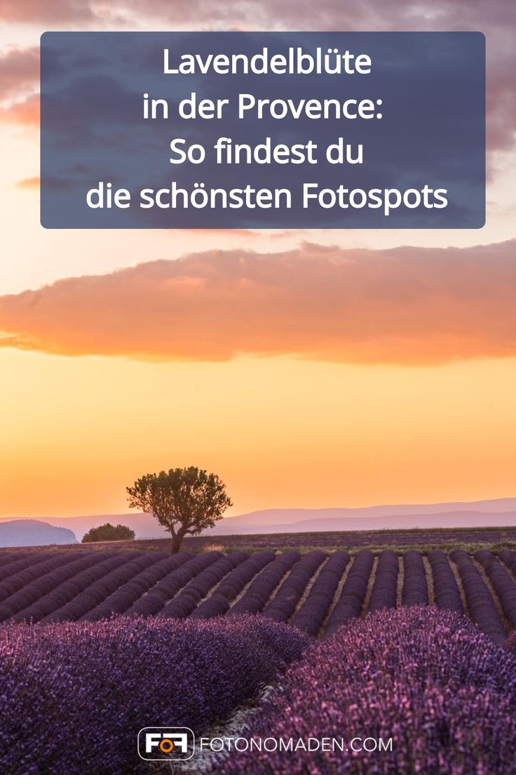 Lavendelblüte in der Provence - Fotospots Pin