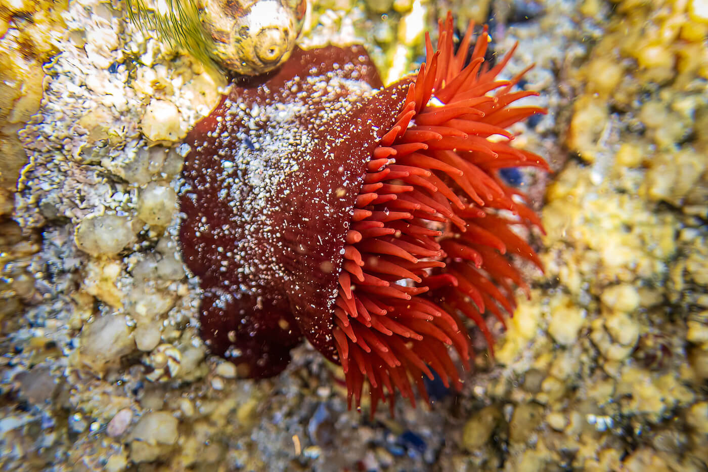 Unterwasseraufnahme einer Anemone