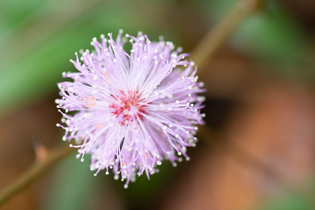 Makroaufnahme einer Mimose in Sinharaja