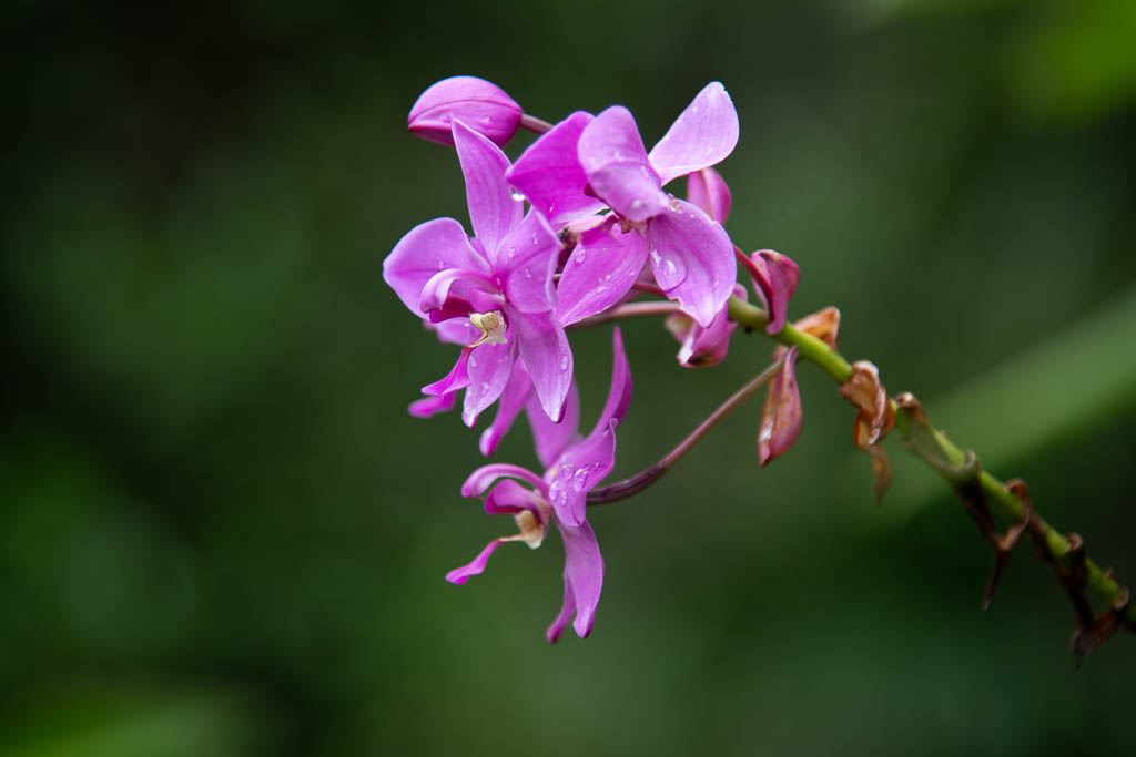 Orchidee