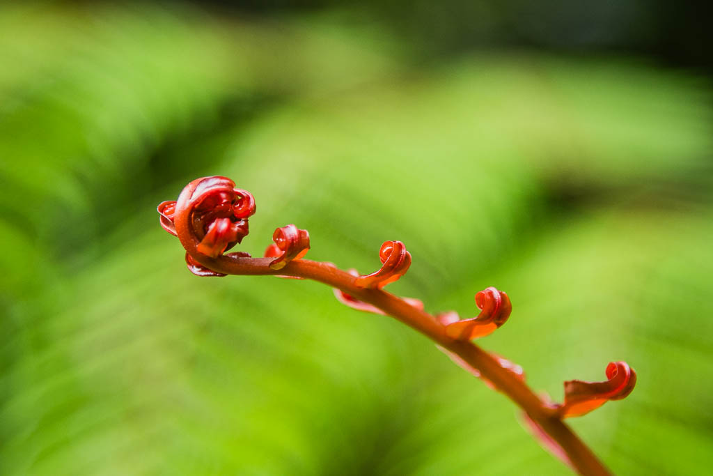 Rotes eingerolltes Farnblatt
