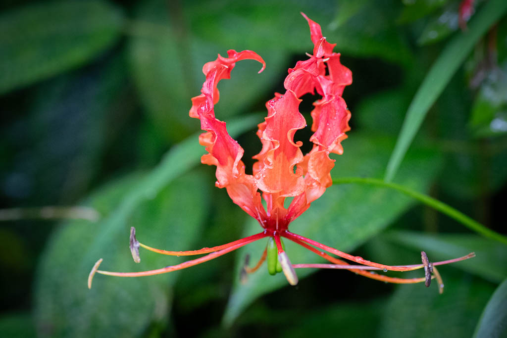 Rote Blume 