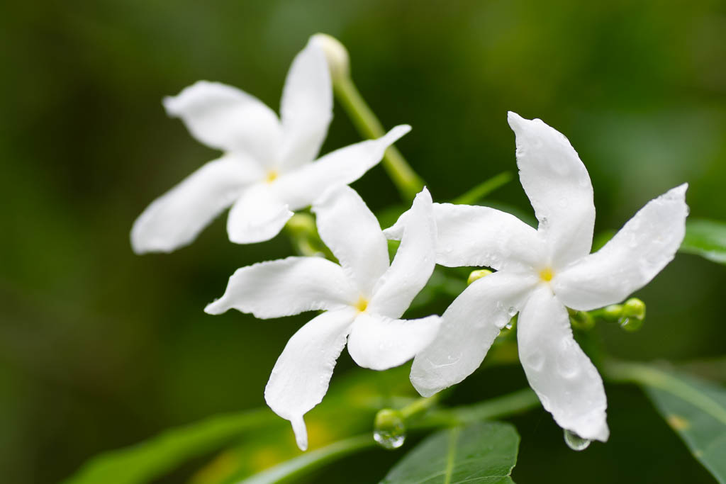 Weiße sternförmige Blumen