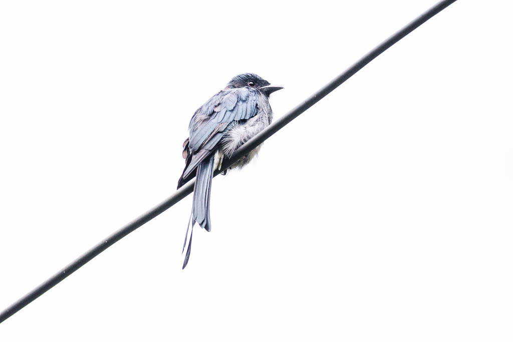 High Key Aufnahme von Drongo auf Ast