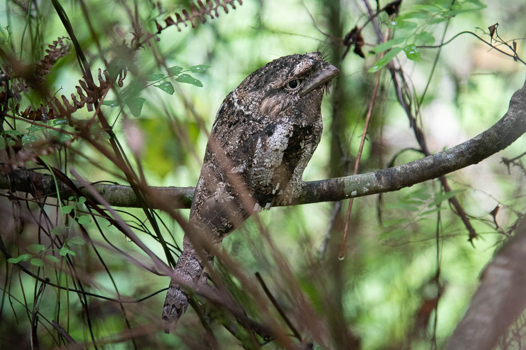 Ceylon Froschmaul