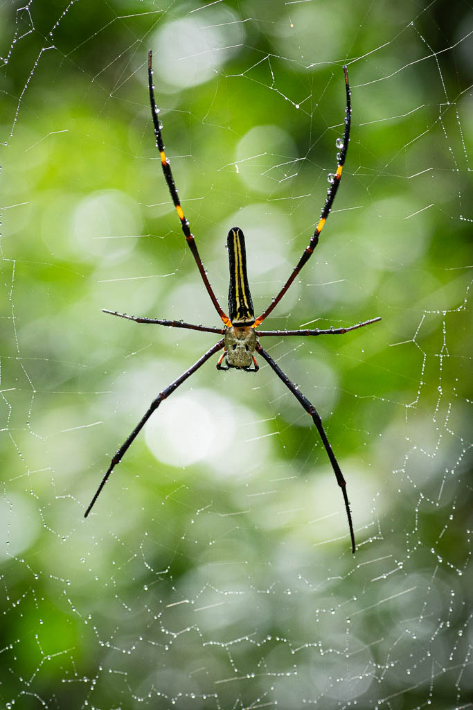 Spinne in Sinharaja
