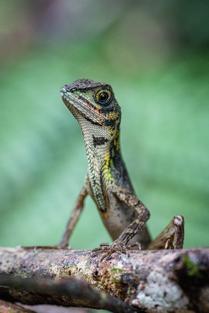 Sri Lankische Känguru Eidechse
