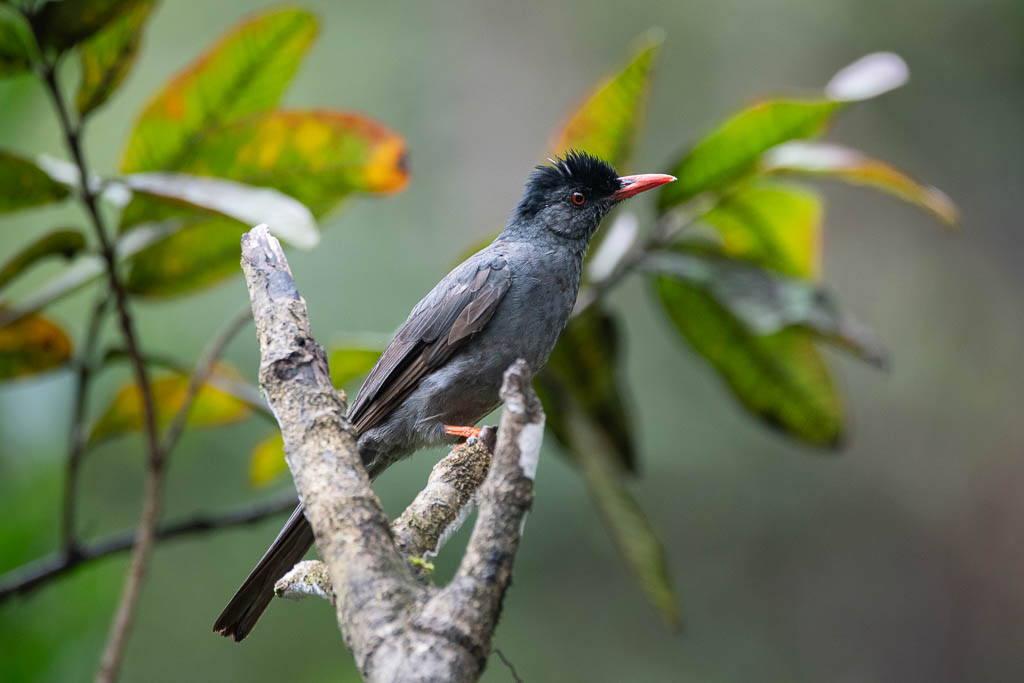 China-Rotschnabelbülbül im Sinharaja Regenwald