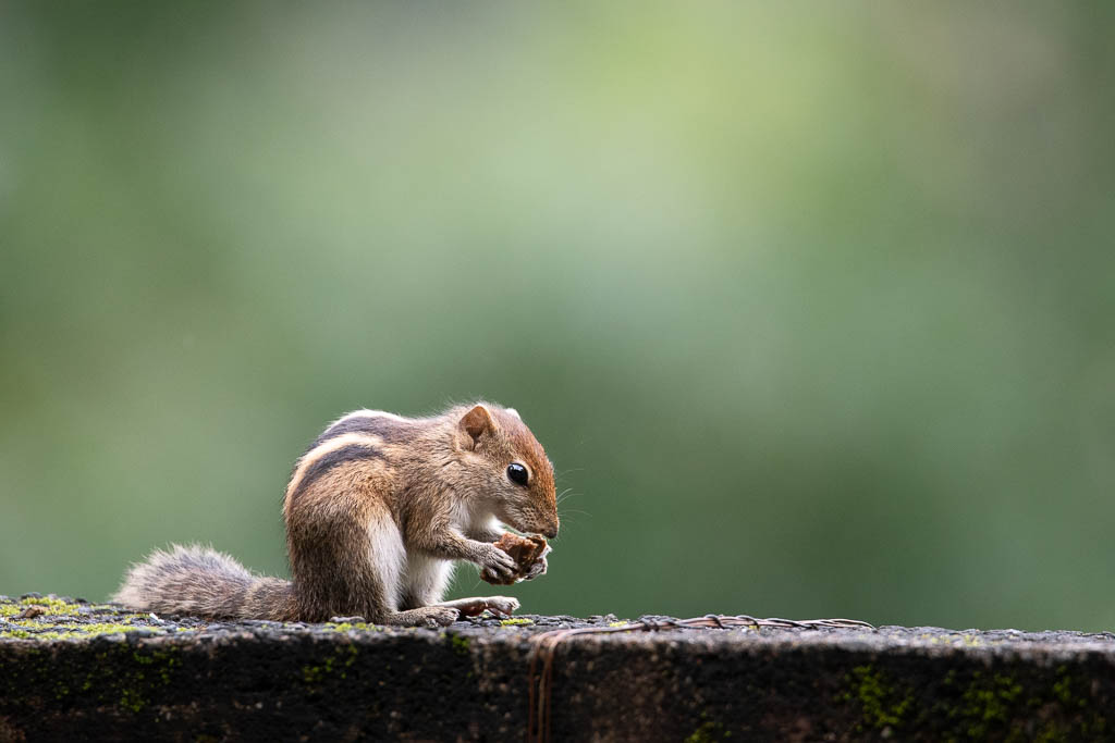Indisches Palmenhörnchen in Sinharaja