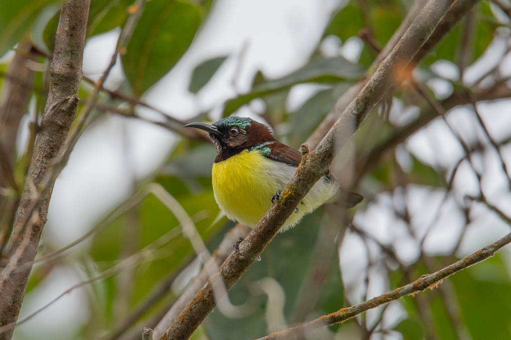 Indiennektarvogel