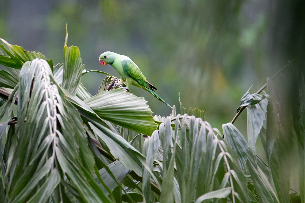 Grüner Sittich auf Blättern im Sinharaja Regenwald in Sri Lanka