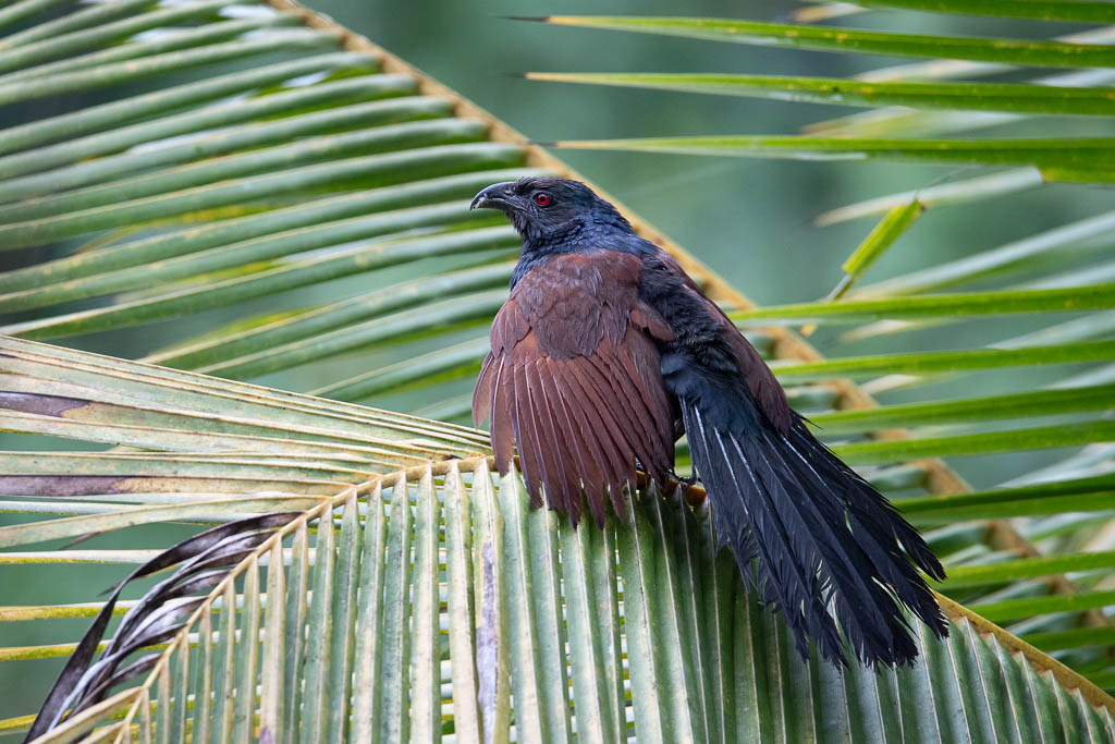 Heckenkuckuck auf Blatt