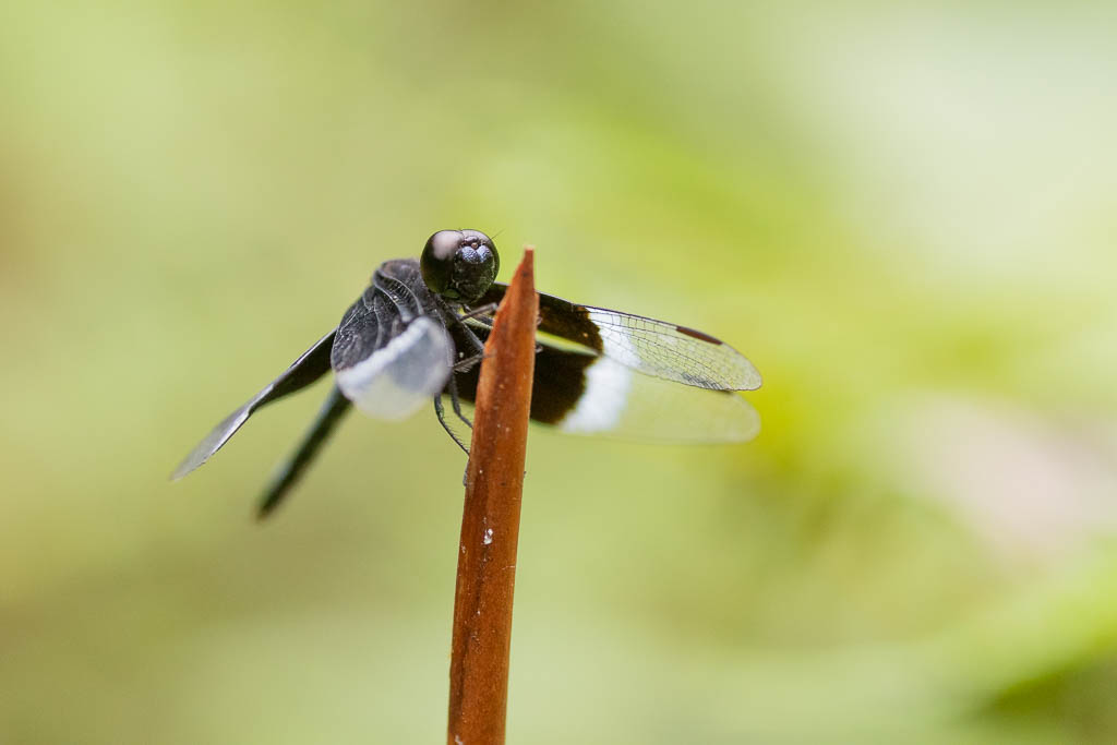Libelle auf Halm in Sinharaja